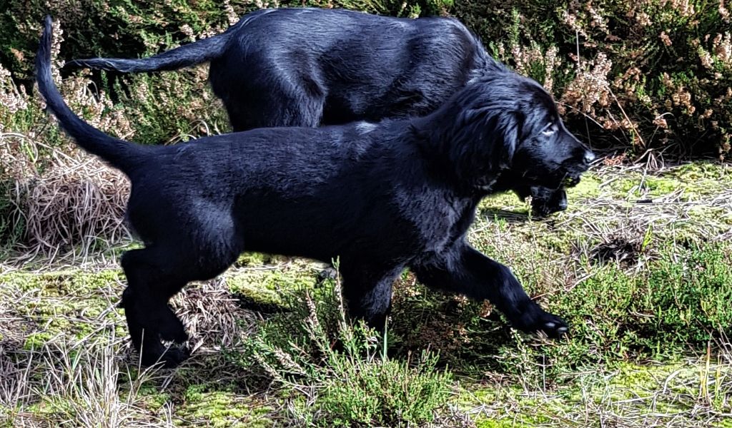 Chiots Miss et Jules
