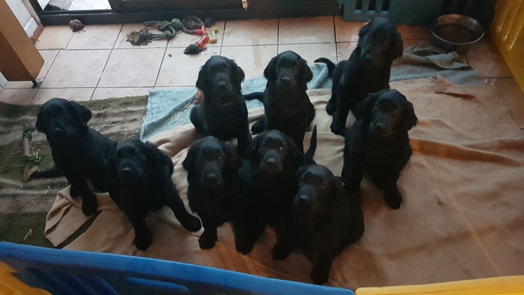 Des Landes De Sables - Flat Coated Retriever - Portée née le 14/11/2022